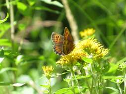 Image of scotch argus