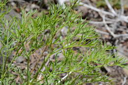 Image of Brandegee's desertparsley