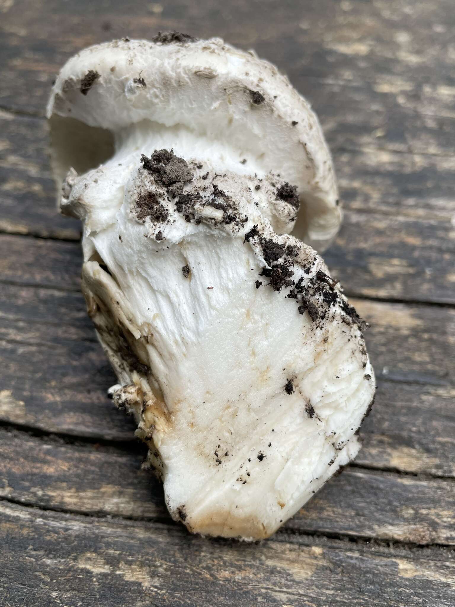 Image of Amanita strobiliformis (Paulet ex Vittad.) Bertill. 1866