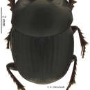 Image of Onthophagus bovinus Péringuey 1892