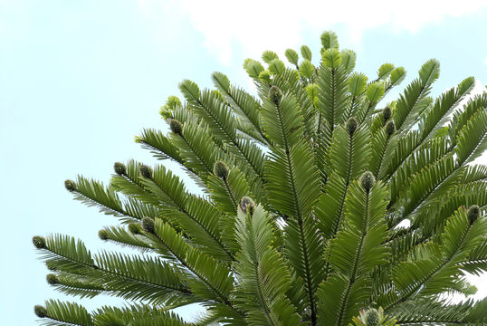 Image of Wollemi Pine
