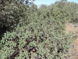 Imagem de Cistus laurifolius L.