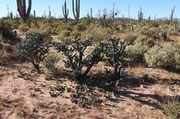 Image of Cylindropuntia cholla (F. A. C. Weber) F. M. Knuth