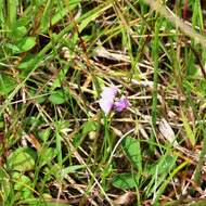 Imagem de Glycine latrobeana (Meissner) Benth.