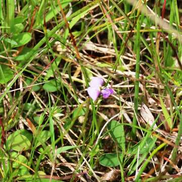 Image of Glycine latrobeana (Meissner) Benth.