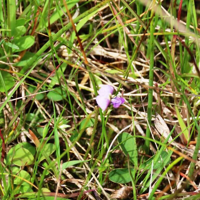 Imagem de Glycine latrobeana (Meissner) Benth.