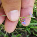 Image of Lobelia goldmanii (Fernald) T. J. Ayers