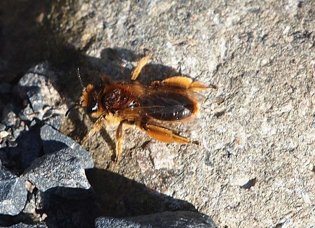 Image of tawny Nesocolletes