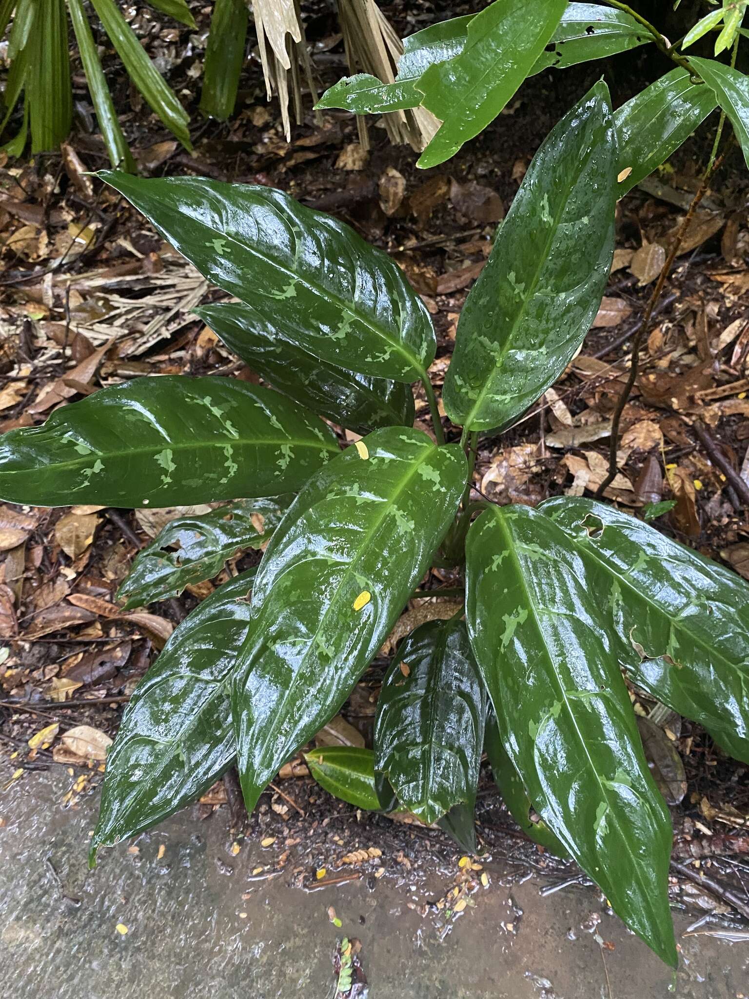 Imagem de Aglaonema commutatum Schott