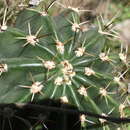 Image of Echinopsis rhodotricha K. Schum.