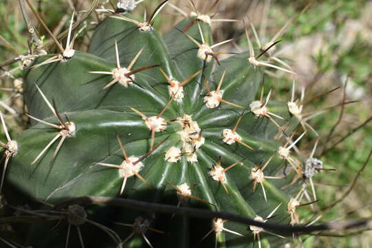 Image of Echinopsis rhodotricha K. Schum.