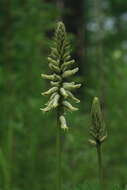 Plancia ëd Astragalus uliginosus L.