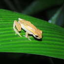 Image of Dendropsophus walfordi (Bokermann 1962)