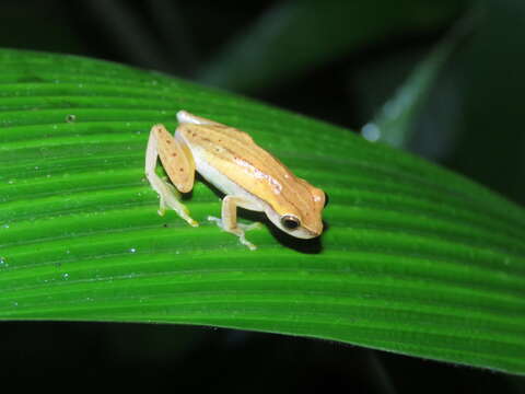 Image of Dendropsophus walfordi (Bokermann 1962)