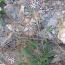 Plancia ëd Anthyllis vulneraria subsp. reuteri Cullen