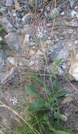 Image of Anthyllis vulneraria subsp. reuteri Cullen