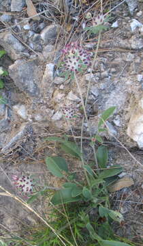 Plancia ëd Anthyllis vulneraria subsp. reuteri Cullen