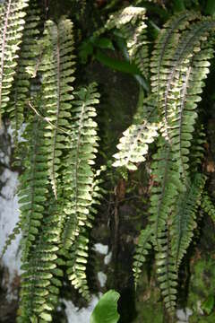 Image de Polypodium rhodopleuron Kunze