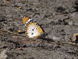 Image of Danaus (Anosia) chrysippus subsp. alcippus Cramer 1777