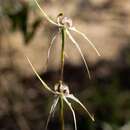 Image of Caladenia enigma Hopper & A. P. Br.