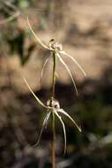 Image of Caladenia enigma Hopper & A. P. Br.