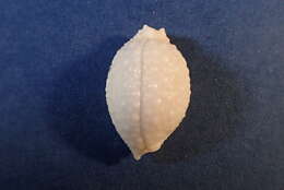 Image of Kernel cowry