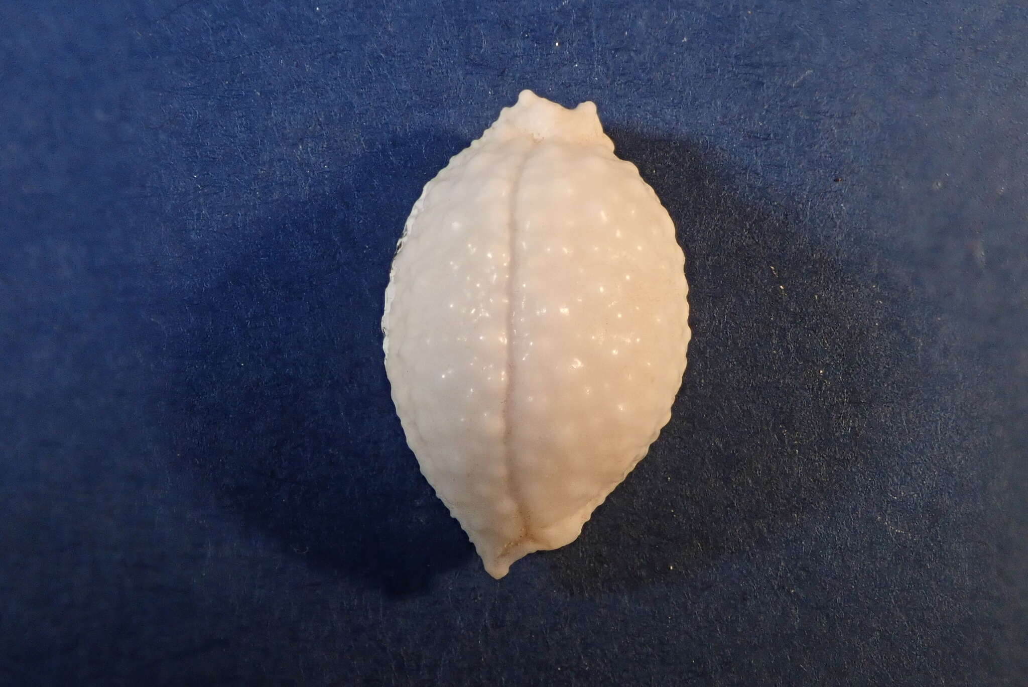 Image of Kernel cowry