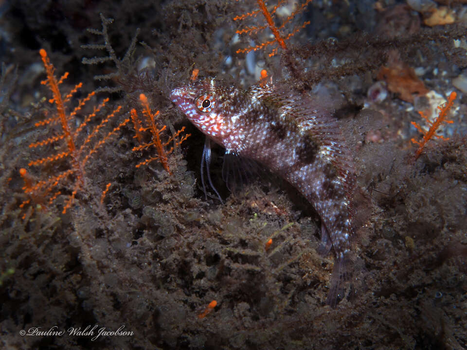 Image of Rosy Blenny