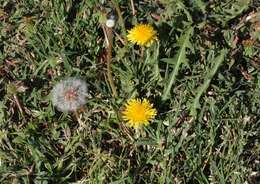 Слика од Taraxacum erythrospermum Andrz. ex Bess.