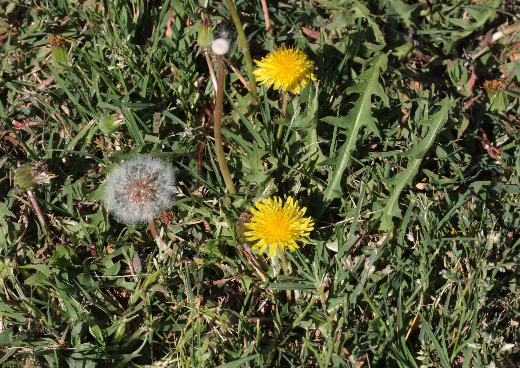 Image of Rock dandelion