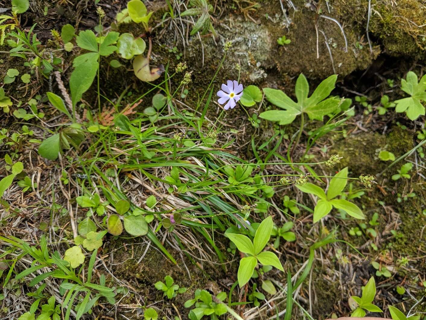 Image of low northern sedge