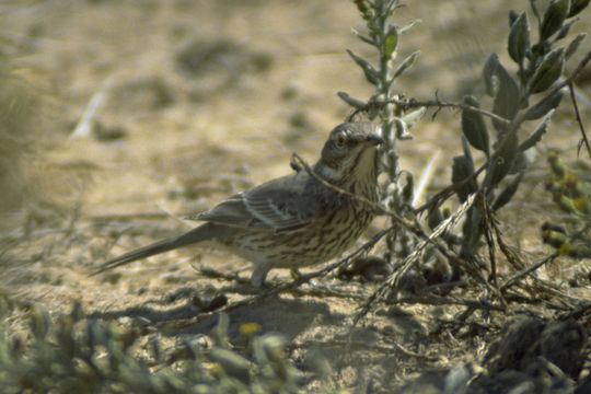 Image of Sage Thrasher