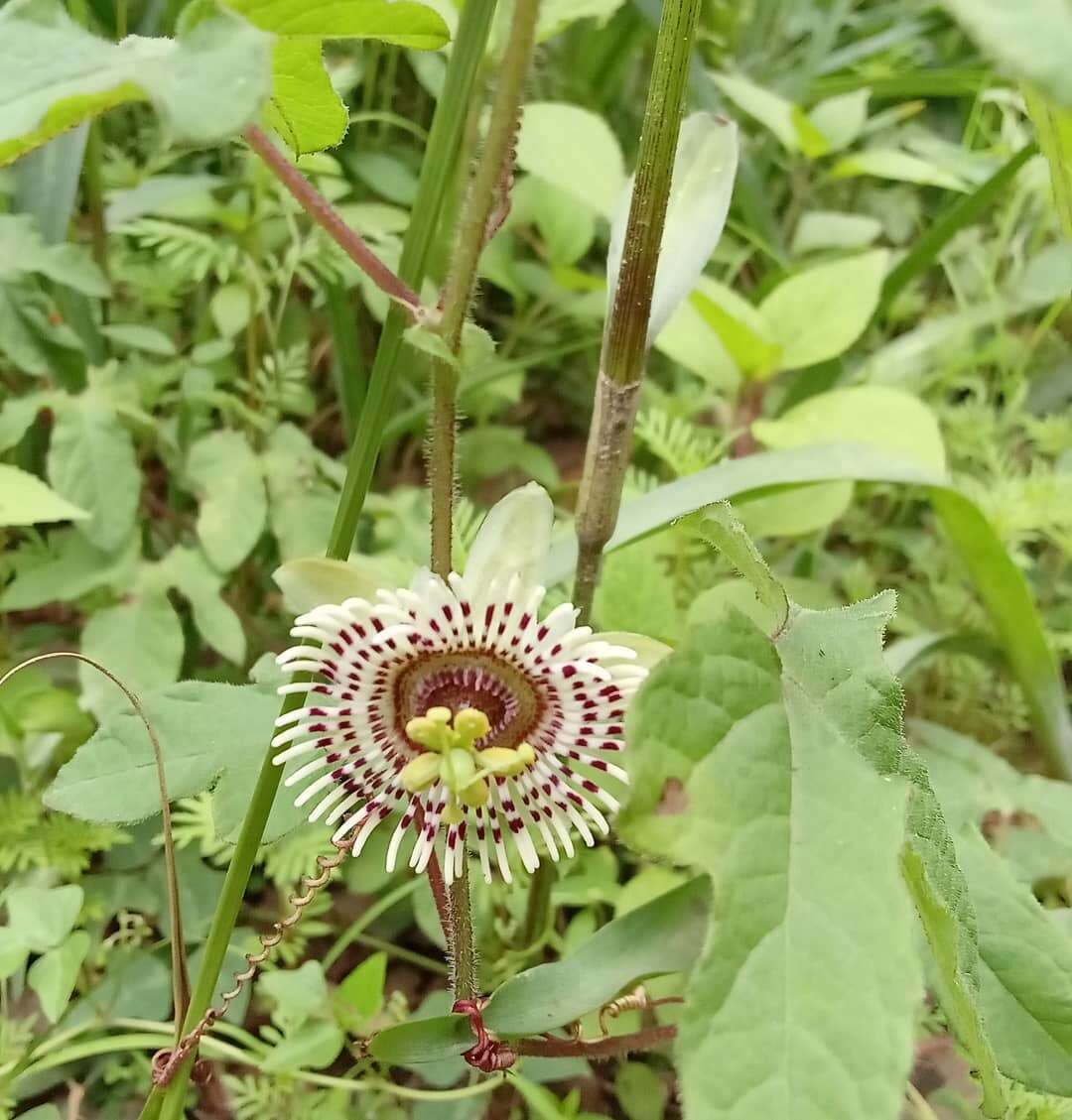 Слика од Passiflora exsudans Zucc.