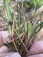 Image of black edge sedge