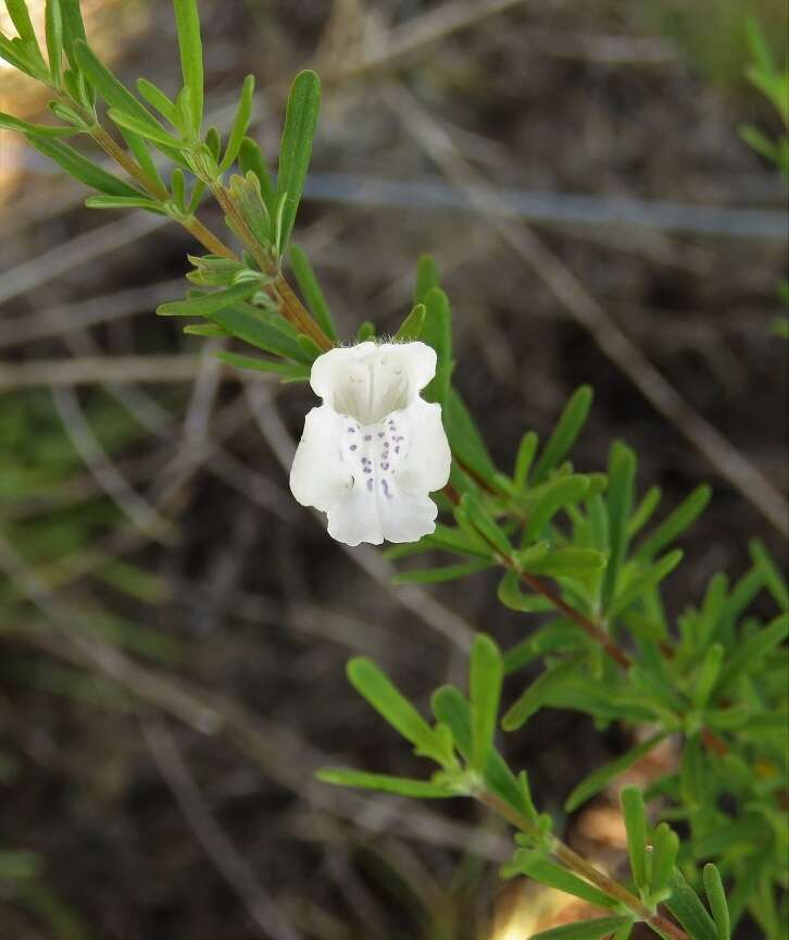 Image of Apalachicola false rosemary