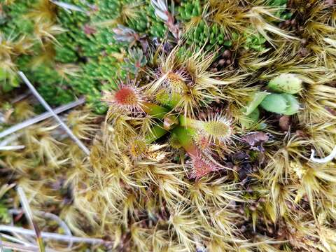 Image of New Zealand sundew