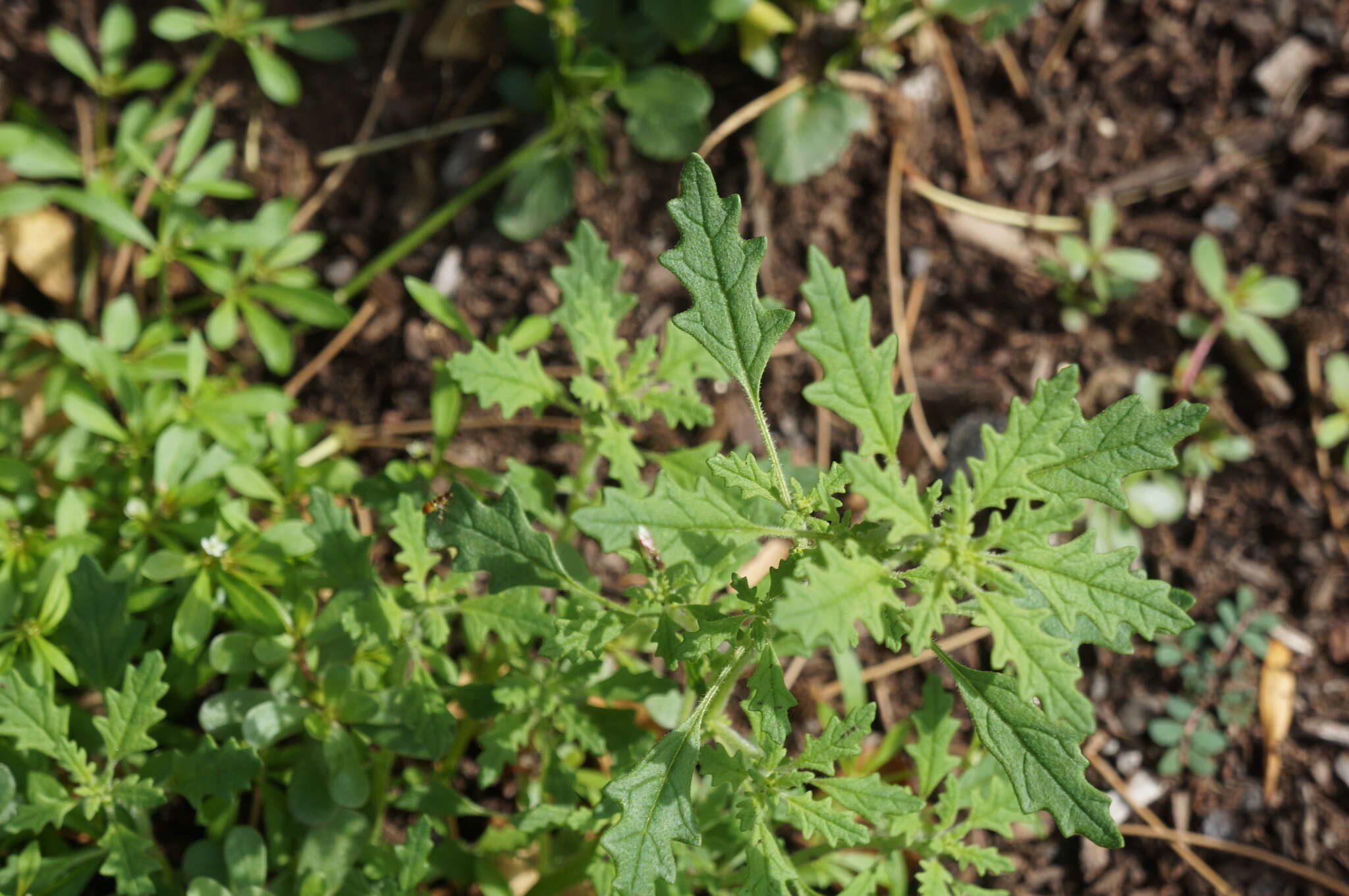 Image of clammy goosefoot