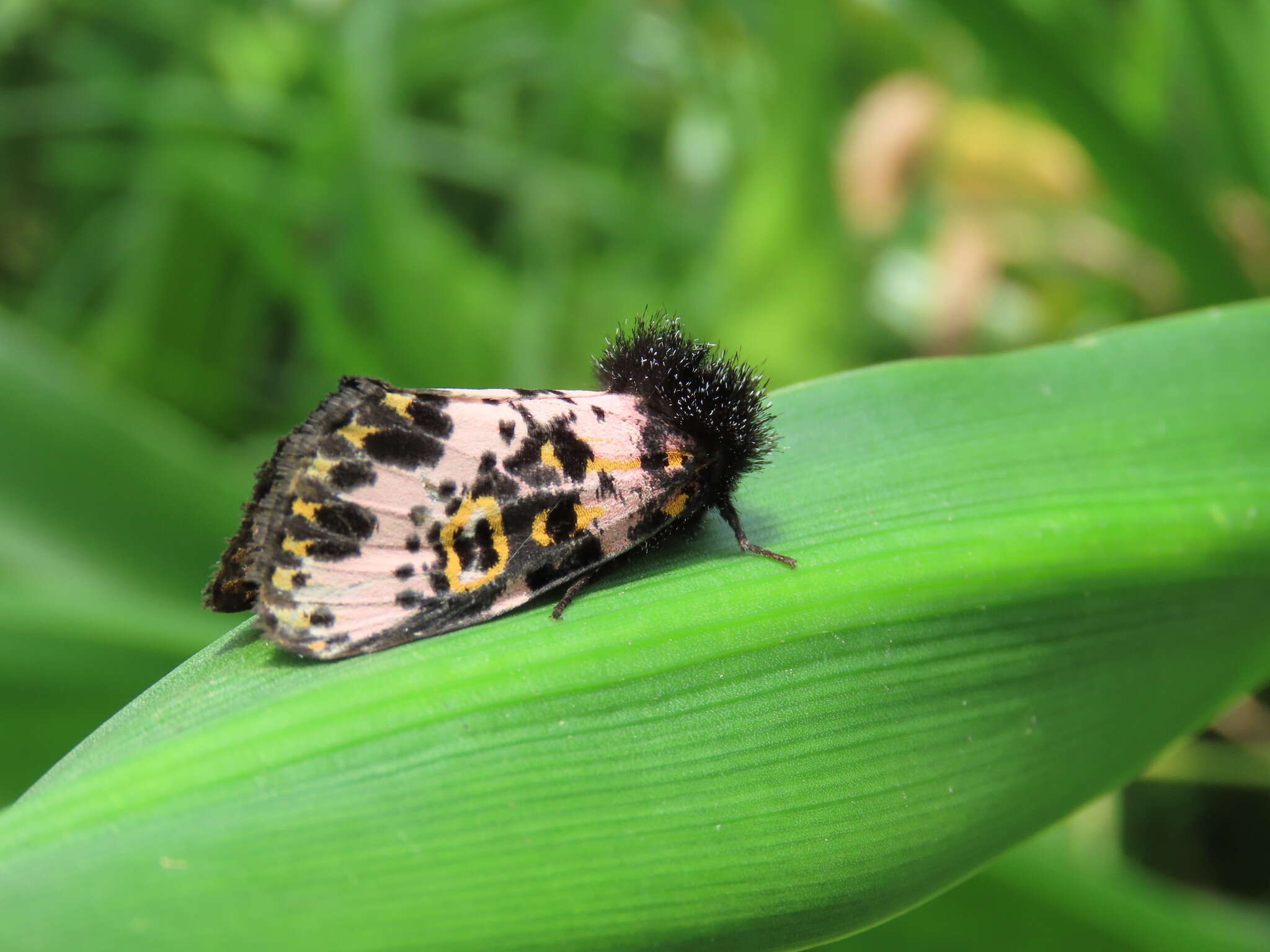 Слика од <i>Xanthopastis moctezuma</i>