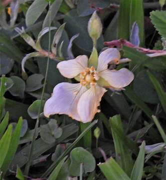 Imagem de Ludwigia sericea (Cambess.) Hara