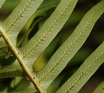 Image of Fishbone water-fern