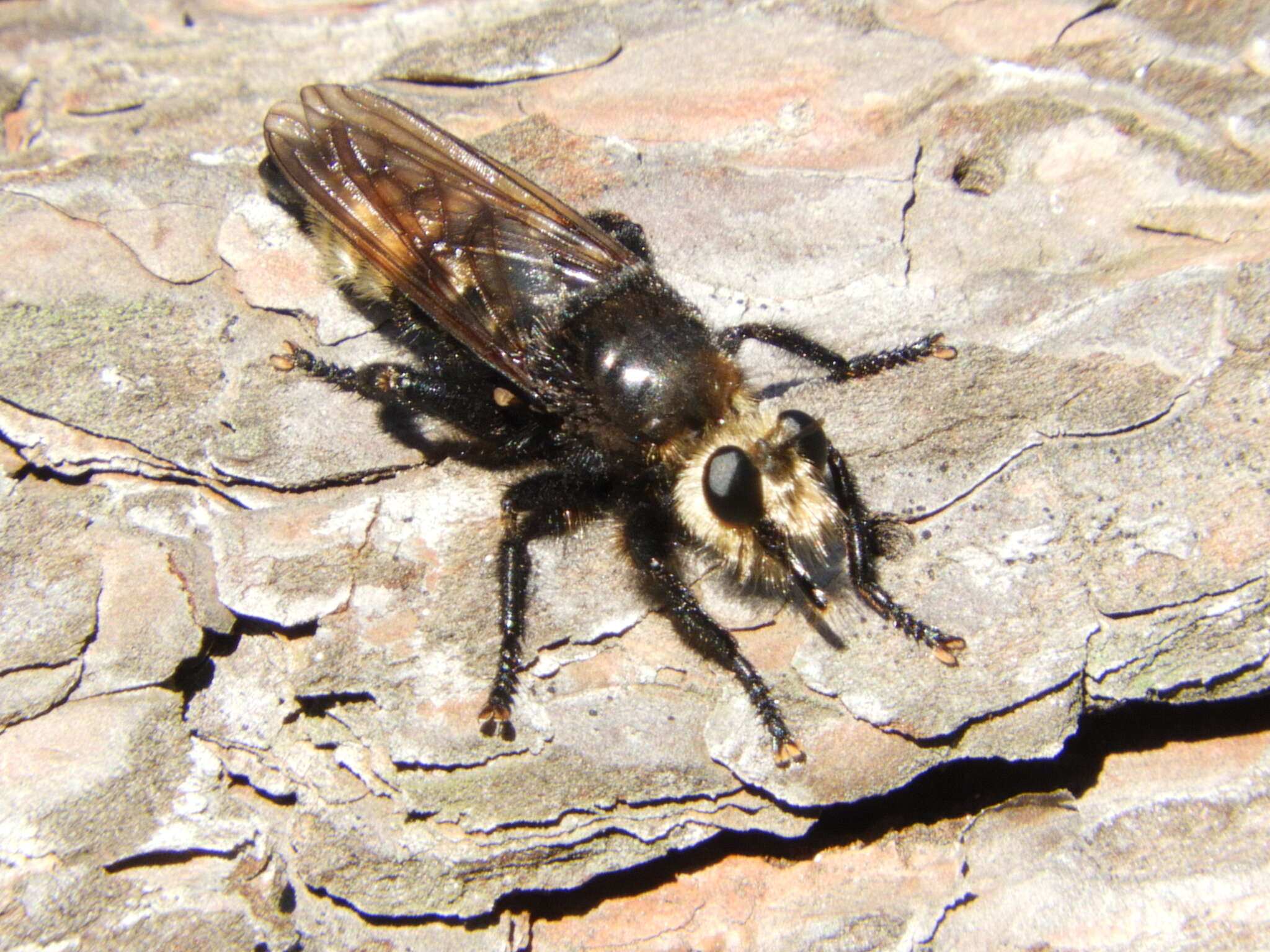 Plancia ëd <i>Laphria gibbosa</i>