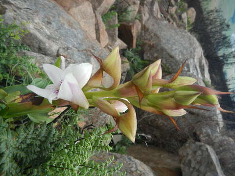 Image of Disa crassicornis Lindl.