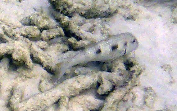 Image of Pseudupeneus