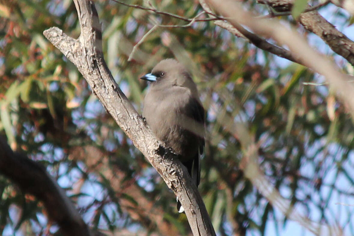 Image of Dusky Woodswallow