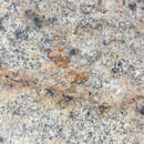 Image of Caloplaca ludificans Arup
