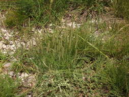 Image of Plantago holosteum Scop.