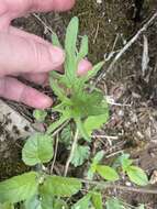 Слика од Viola subsinuata (Greene) Greene