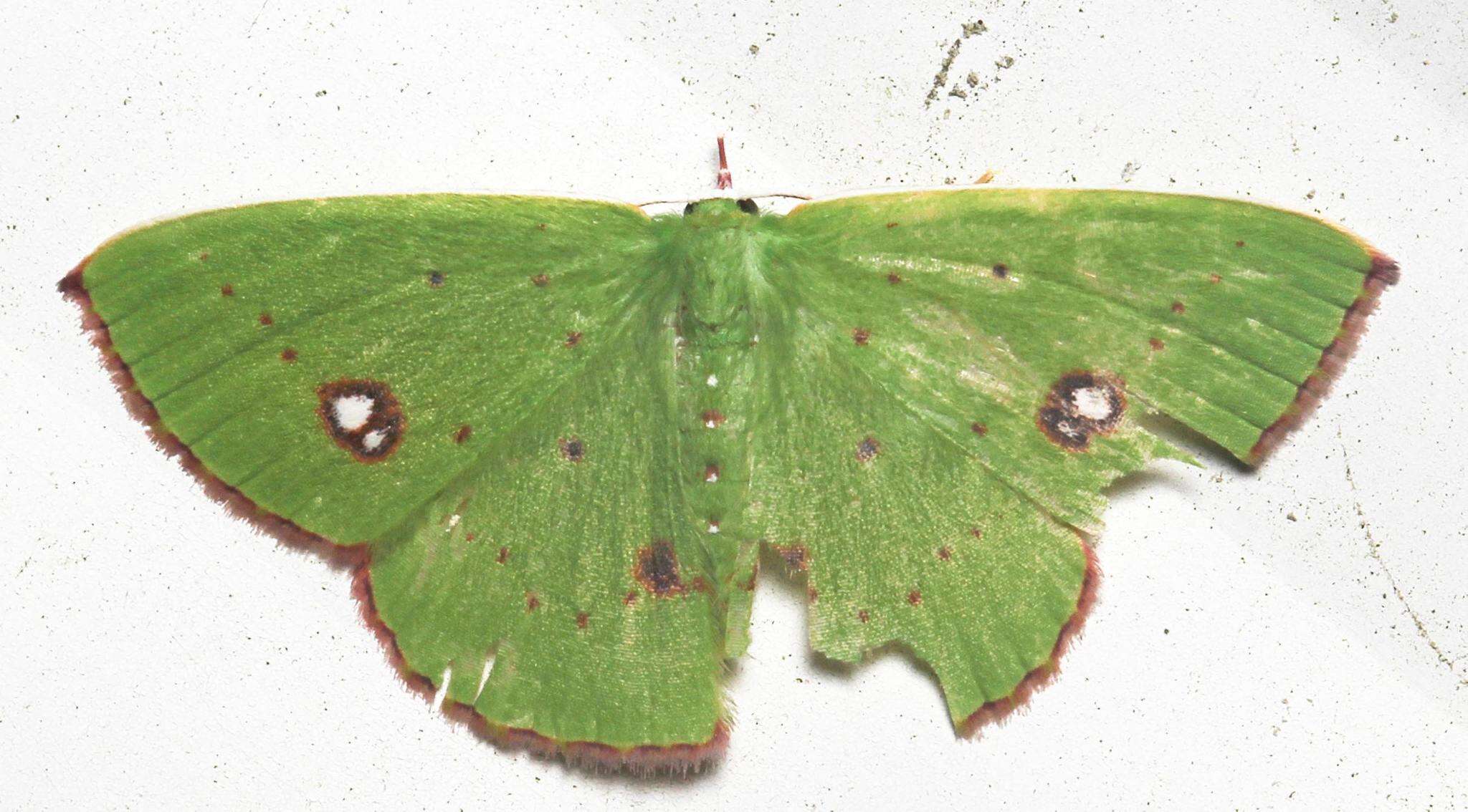 Image of Phrudocentra centrifugaria Herrich-Schäffer