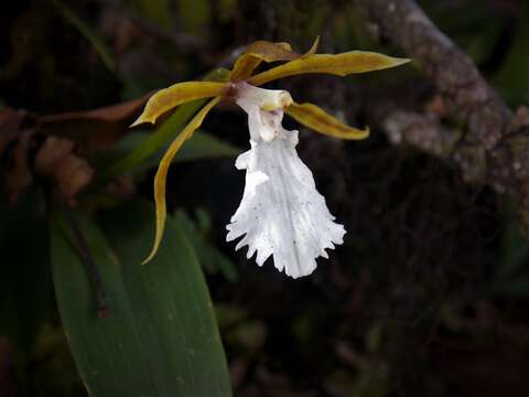 Image of Rhynchostele stellata (Lindl.) Soto Arenas & Salazar