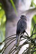 Image de Perroquet des Seychelles